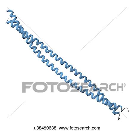 Stock Photo - Keratin intermediate filament molecule. Fotosearch