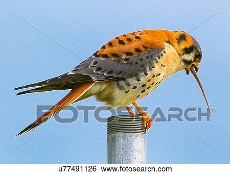 Kestrel View Large Photo Image Stock Photograph - Kestrel. Fotosearch