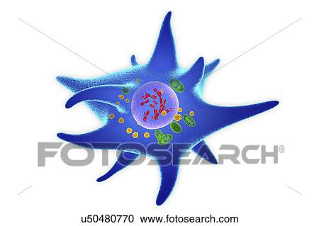 Stock Image - Langerhans cell, illustration. Fotosearch