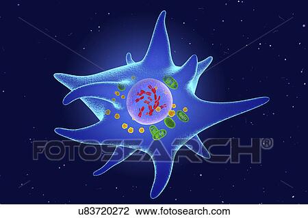 Langerhans cell, illustration View Large Photo Image Stock Image - Langerhans cell, illustration. Fotosearch