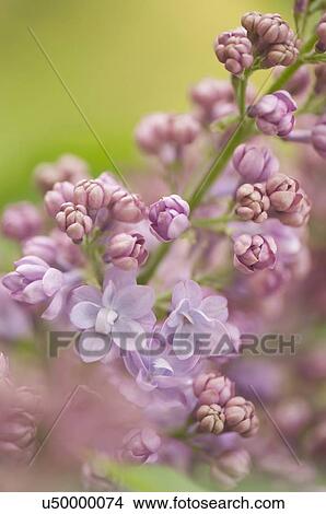 Lavender blue double lilac Nancy Reagan View Large Photo Image Picture - Lavender blue double lilac Nancy Reagan. Fotosearch
