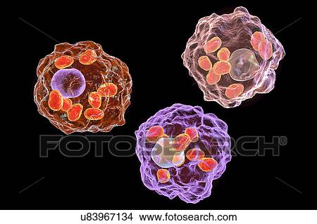 Picture - Leishmania parasites, illustration. Fotosearch