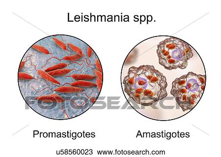 Stock Image - Leishmania parasites, illustration. Fotosearch