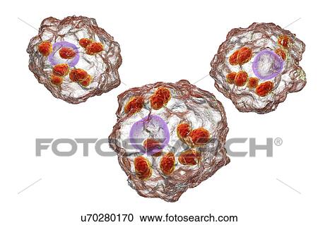 Stock Image - Leishmania parasites, illustration. Fotosearch