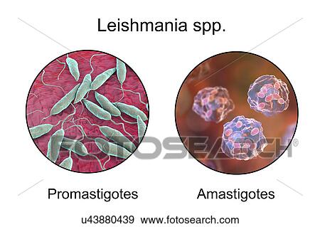 Stock Photo - Leishmania parasites, illustration. Fotosearch