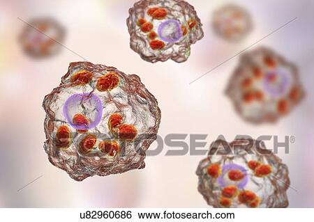 Stock Photograph - Leishmania parasites, illustration. Fotosearch