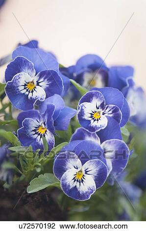 Stock Image - Light blue pansies. Fotosearch
