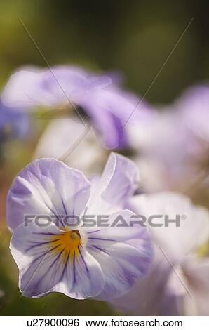 Stock Photograph - Light lavender blue pansy flower. Fotosearch