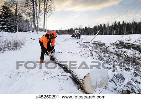 Stock Image - Lumberjack cutting log with chainsaw in winter. Fotosearch