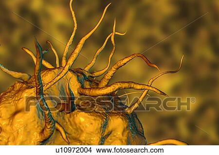 Picture - Macrophage, illustration. Fotosearch