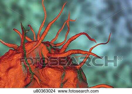 Macrophage, illustration View Large Photo Image Picture - Macrophage, illustration. Fotosearch