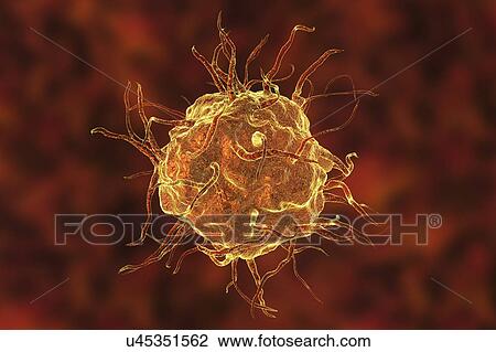 Macrophage, illustration View Large Photo Image Stock Image - Macrophage, illustration. Fotosearch