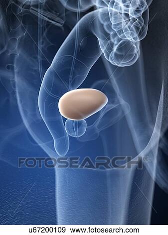 Stock Photo - Male bladder, illustration. Fotosearch