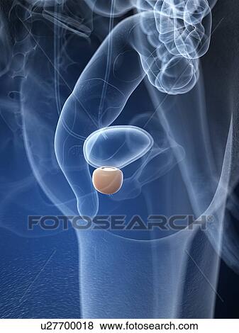 Male prostate, illustration View Large Photo Image Stock Photo - Male prostate, illustration. Fotosearch