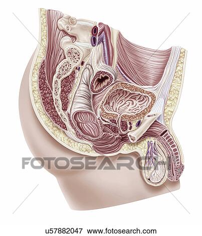 Male reproductive system, illustration View Large Photo Image Stock Photo - Male reproductive system, illustration. Fotosearch