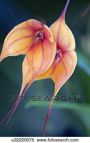 Stock Photography - Masdevallia copper angel flowers. Fotosearch