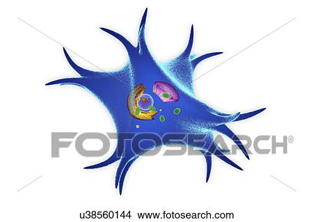 Melanocyte, illustration View Large Photo Image Picture - Melanocyte, illustration. Fotosearch