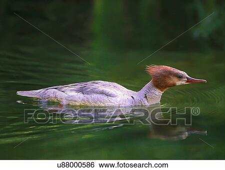Stock Photograph - Merganser. Fotosearch