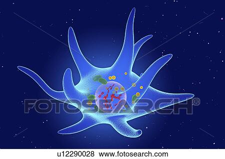 Stock Photo - Merkel cell, illustration. Fotosearch