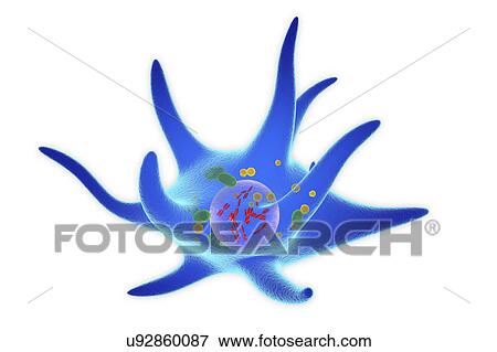 Merkel cell, illustration View Large Photo Image Stock Photo - Merkel cell, illustration. Fotosearch