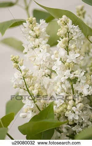 Stock Image - Monique Lemoine French hybrid lilac flowers. Fotosearch