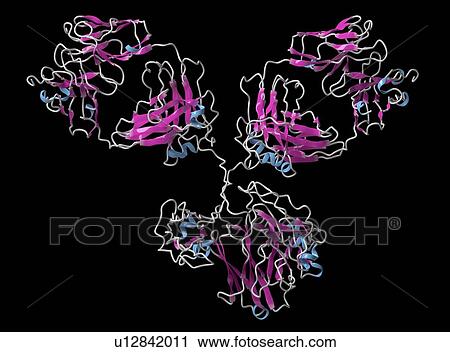Monoclonal antibody IgG1 molecule View Large Photo Image Stock Image - Monoclonal antibody IgG1 molecule. Fotosearch
