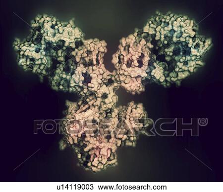 Stock Image - Monoclonal antibody IgG1 molecule. Fotosearch