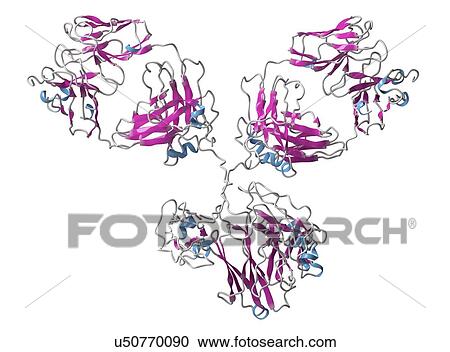 Stock Image - Monoclonal antibody IgG1 molecule. Fotosearch