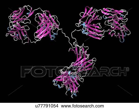 Picture - Monoclonal antibody IgG2a molecule. Fotosearch