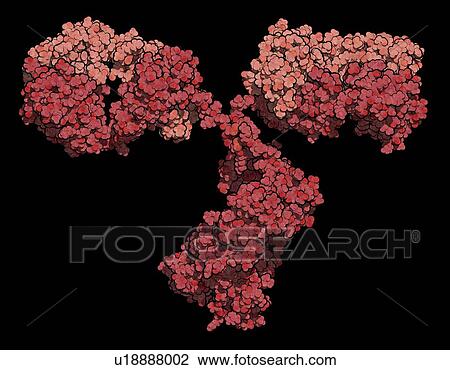 Stock Image - Monoclonal antibody IgG2a molecule. Fotosearch