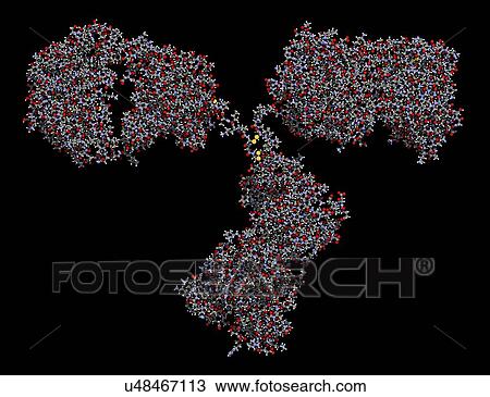 Stock Image - Monoclonal antibody IgG2a molecule. Fotosearch