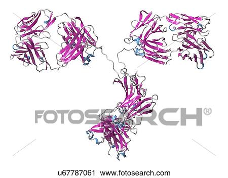 Stock Image - Monoclonal antibody IgG2a molecule. Fotosearch
