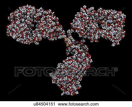 Stock Image - Monoclonal antibody IgG2a molecule. Fotosearch