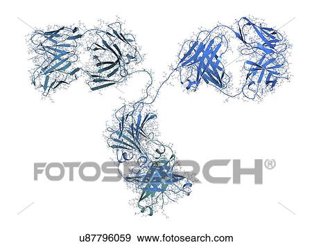 Stock Photo - Monoclonal antibody IgG2a molecule. Fotosearch