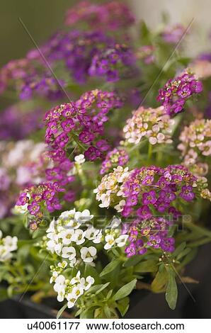 Multicolor alyssum View Large Photo Image Stock Photo - Multicolor alyssum. Fotosearch