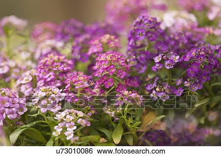 Stock Photograph - Multicolor alyssum. Fotosearch