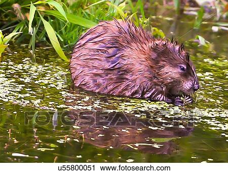 Stock Image - Muskrat. Fotosearch