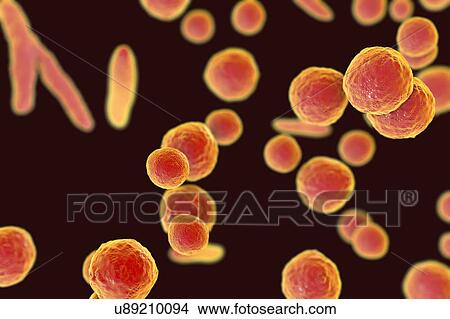 Picture - Mycoplasma bacteria, illustration. Fotosearch