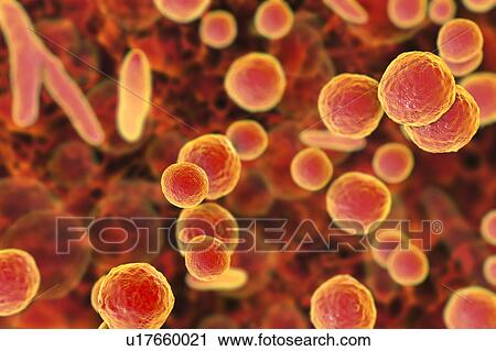 Stock Image - Mycoplasma bacteria, illustration. Fotosearch
