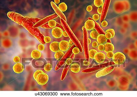 Stock Image - Mycoplasma bacteria, illustration. Fotosearch