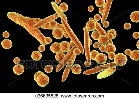 Stock Photo - Mycoplasma bacteria, illustration. Fotosearch