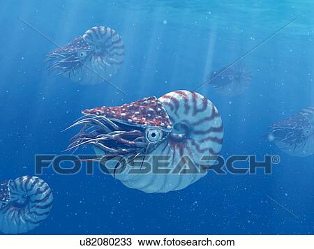 Nautilus, illustration View Large Photo Image Stock Image - Nautilus, illustration. Fotosearch