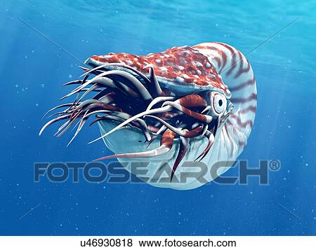 Stock Photo - Nautilus, illustration. Fotosearch