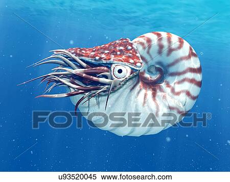 Nautilus, illustration View Large Photo Image Stock Photography - Nautilus, illustration. Fotosearch