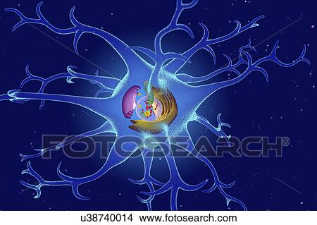 Picture - Nerve cell, illustration. Fotosearch