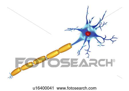 Stock Image - Nerve cell, illustration. Fotosearch
