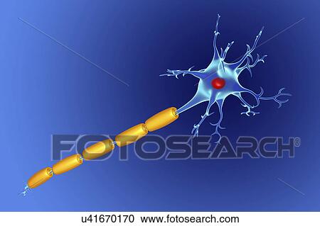 Stock Image - Nerve cell, illustration. Fotosearch