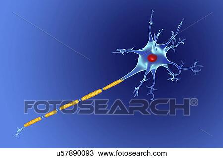 Nerve cell, illustration View Large Photo Image Stock Image - Nerve cell, illustration. Fotosearch
