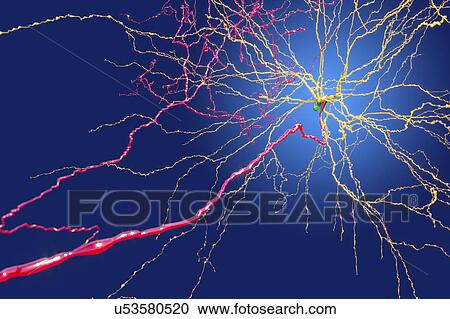 Stock Image - Nerve cells, illustration. Fotosearch