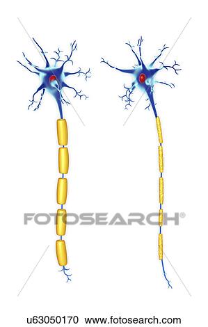 Stock Image - Nerve cells, illustration. Fotosearch